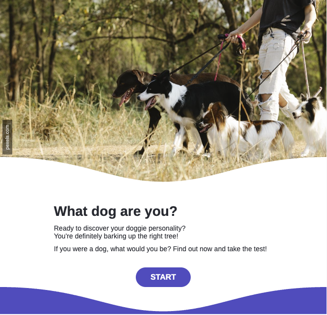What dog are you - personality test